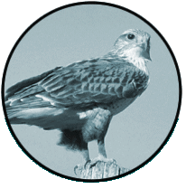 Birds,common birds, temperate, Eastern, North America, photographs, recordings, electronic, field guides, sightings, species, field birder.